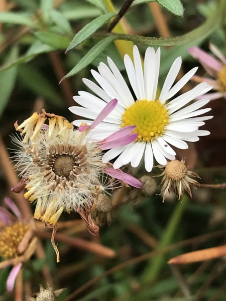 Pflanzenbild gross Karvinskis Berufkraut - Erigeron karvinskianus