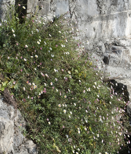 Pflanzenbild gross Karvinskis Berufkraut - Erigeron karvinskianus