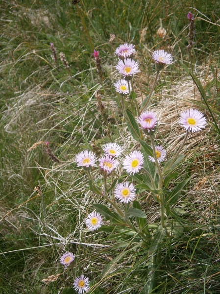 Pflanzenbild gross Alpen-Berufkraut - Erigeron alpinus
