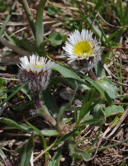 Pflanzenbild gross Einköpfiges Berufkraut - Erigeron uniflorus