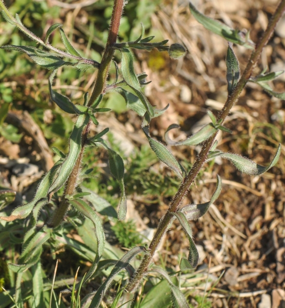 Pflanzenbild gross Scharfes Berufkraut - Erigeron acris