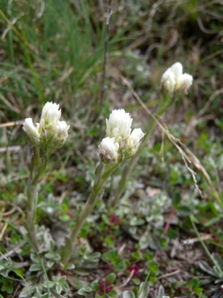 Pflanzenbild gross Gemeines Katzenpfötchen - Antennaria dioica