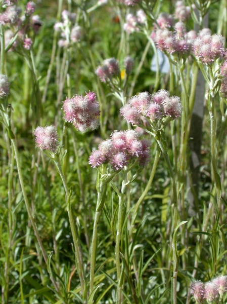 Pflanzenbild gross Gemeines Katzenpfötchen - Antennaria dioica