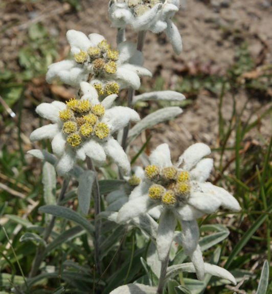 Pflanzenbild gross Edelweiss - Leontopodium alpinum