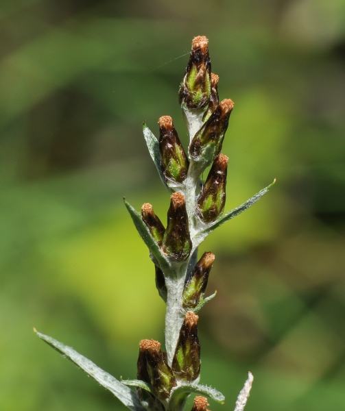 Pflanzenbild gross Wald-Ruhrkraut - Gnaphalium sylvaticum