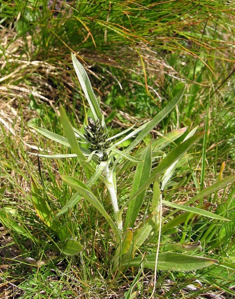 Pflanzenbild gross Norwegisches Ruhrkraut - Gnaphalium norvegicum