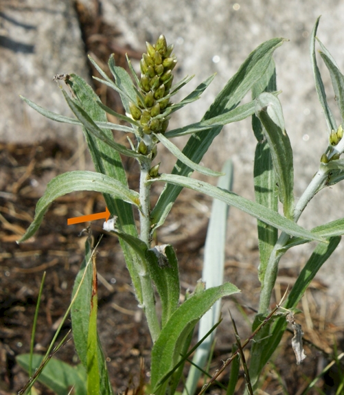 Pflanzenbild gross Norwegisches Ruhrkraut - Gnaphalium norvegicum