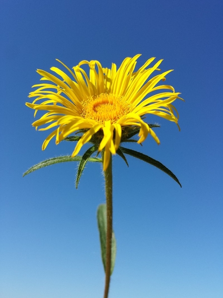 Pflanzenbild gross Rauer Alant - Inula hirta