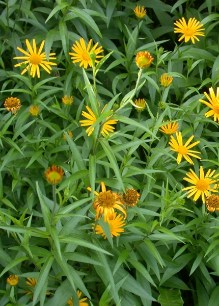 Pflanzenbild gross Weidenblättriges Rindsauge - Buphthalmum salicifolium