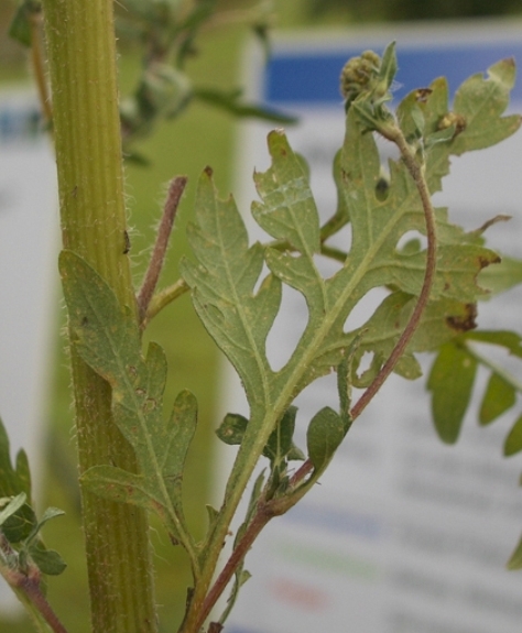 Pflanzenbild gross Aufrechtes Traubenkraut - Ambrosia artemisiifolia