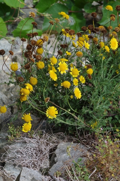 Pflanzenbild gross Färber-Hundskamille - Anthemis tinctoria
