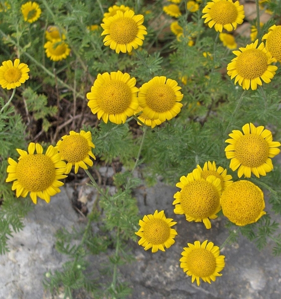 Pflanzenbild gross Färber-Hundskamille - Anthemis tinctoria