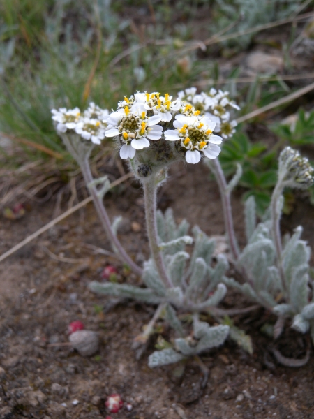 Pflanzenbild gross Zwerg-Schafgarbe - Achillea nana