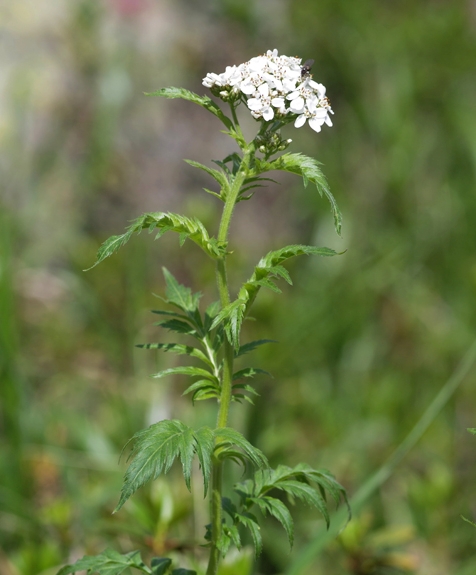 Pflanzenbild gross Grossblättrige Schafgarbe - Achillea macrophylla