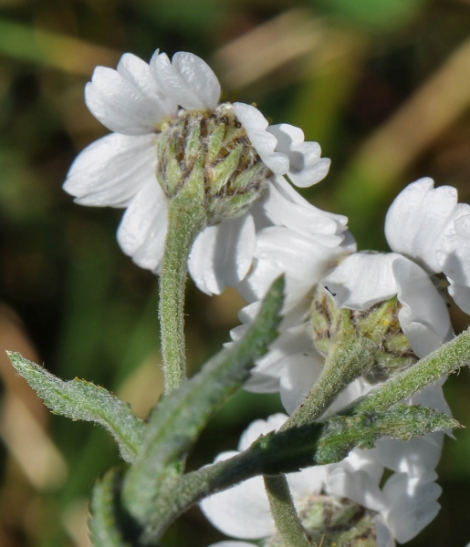 Pflanzenbild gross Sumpf-Schafgarbe - Achillea ptarmica
