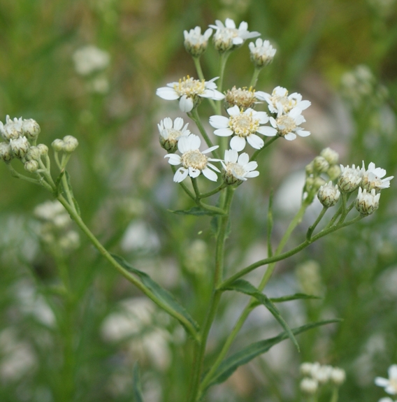 Pflanzenbild gross Sumpf-Schafgarbe - Achillea ptarmica