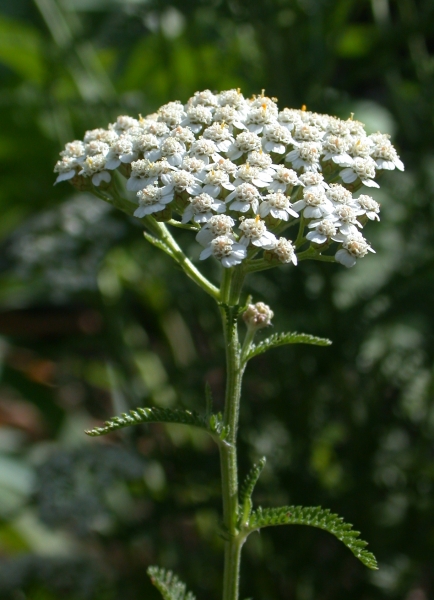 Pflanzenbild gross Gewöhnliche Wiesen-Schafgarbe - Achillea millefolium