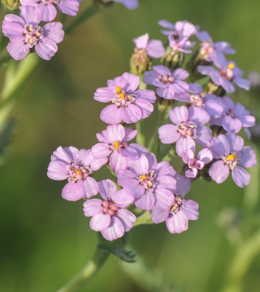 Pflanzenbild gross Gewöhnliche Wiesen-Schafgarbe - Achillea millefolium
