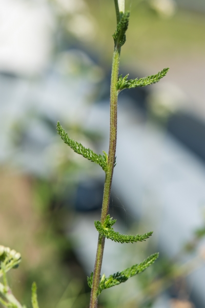 Pflanzenbild gross Gewöhnliche Wiesen-Schafgarbe - Achillea millefolium