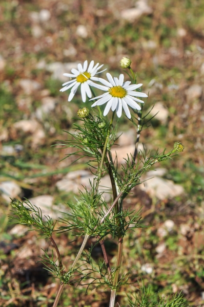 Pflanzenbild gross Echte Kamille - Matricaria chamomilla