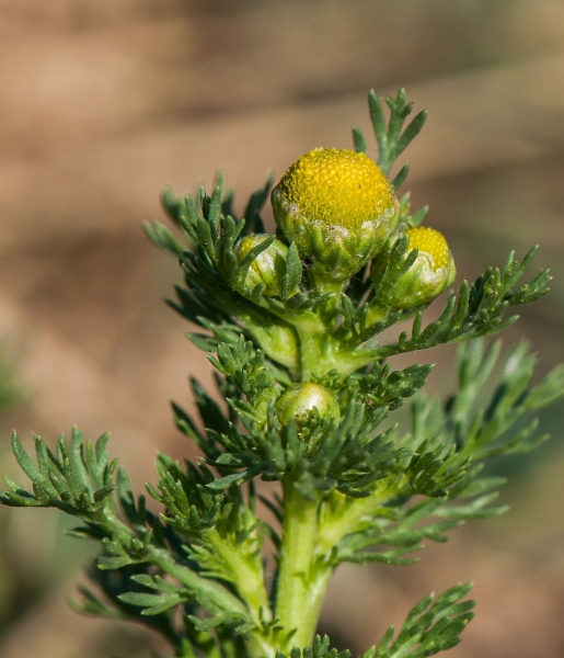 Pflanzenbild gross Strahlenlose Kamille - Matricaria discoidea
