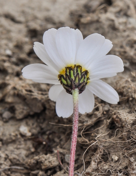 Pflanzenbild gross Alpenmargerite - Leucanthemopsis alpina