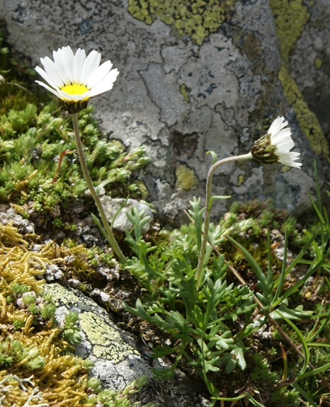 Pflanzenbild gross Alpenmargerite - Leucanthemopsis alpina