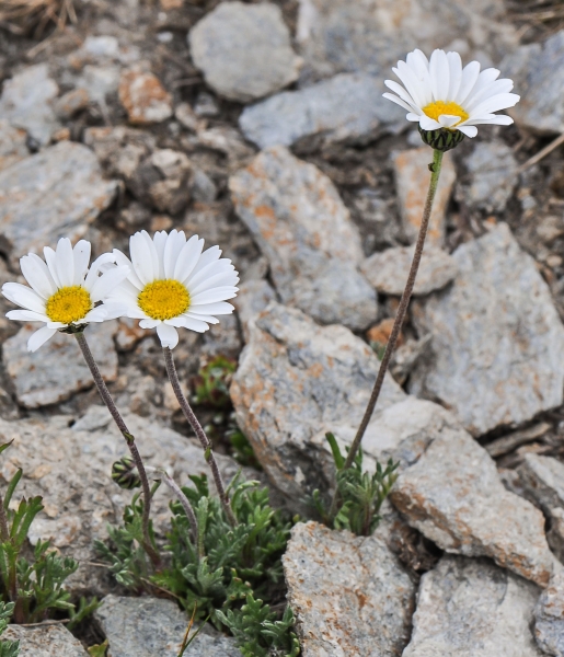 Pflanzenbild gross Alpenmargerite - Leucanthemopsis alpina