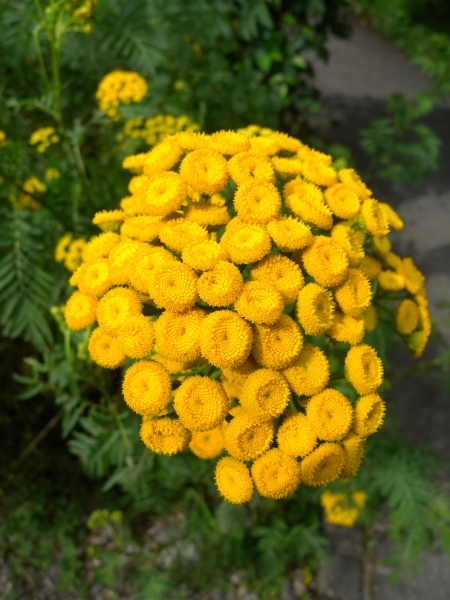 Pflanzenbild gross Rainfarn - Tanacetum vulgare