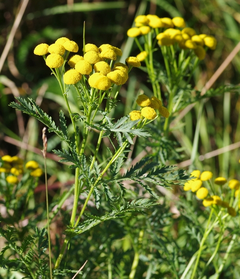 Pflanzenbild gross Rainfarn - Tanacetum vulgare