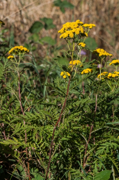 Pflanzenbild gross Rainfarn - Tanacetum vulgare