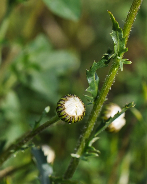 Pflanzenbild gross Gewöhnliche Wiesen-Margerite - Leucanthemum vulgare