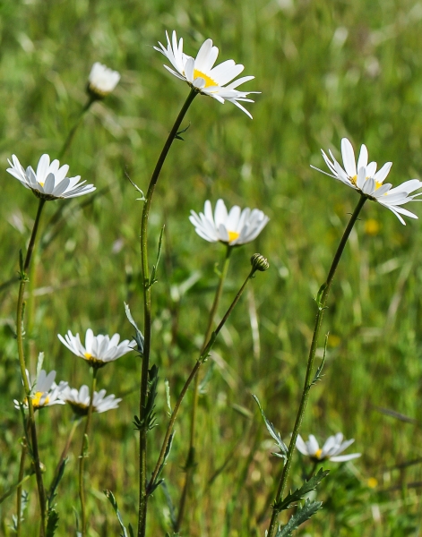 Pflanzenbild gross Gewöhnliche Wiesen-Margerite - Leucanthemum vulgare