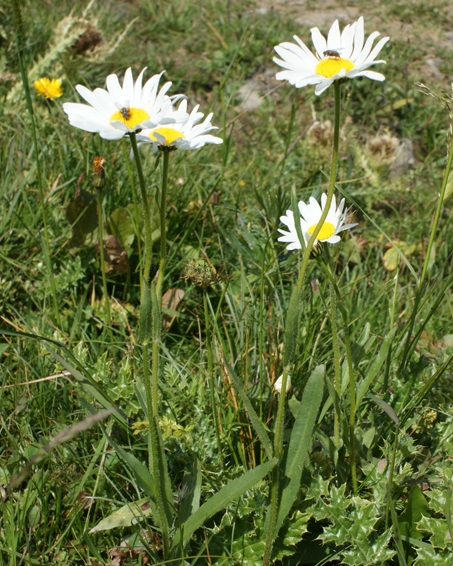 Pflanzenbild gross Gewöhnliche Wiesen-Margerite - Leucanthemum vulgare