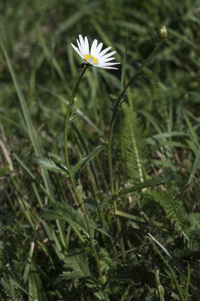 Pflanzenbild gross Gewöhnliche Wiesen-Margerite - Leucanthemum vulgare