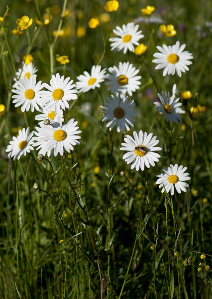 Pflanzenbild gross Gewöhnliche Wiesen-Margerite - Leucanthemum vulgare