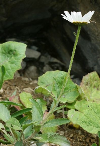 Pflanzenbild gross Berg-Wiesen-Margerite - Leucanthemum adustum