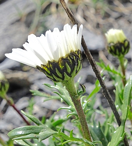 Pflanzenbild gross Hallers Margerite - Leucanthemum halleri