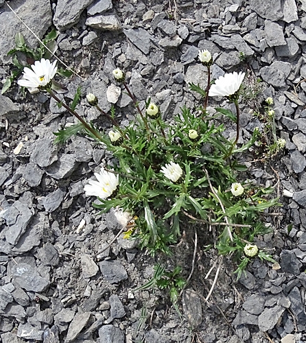 Pflanzenbild gross Hallers Margerite - Leucanthemum halleri