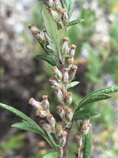 Pflanzenbild gross Gemeiner Beifuss - Artemisia vulgaris