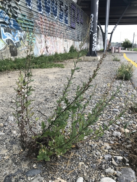 Pflanzenbild gross Gemeiner Beifuss - Artemisia vulgaris