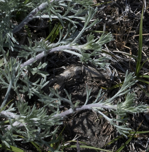 Pflanzenbild gross Feld-Beifuss - Artemisia campestris