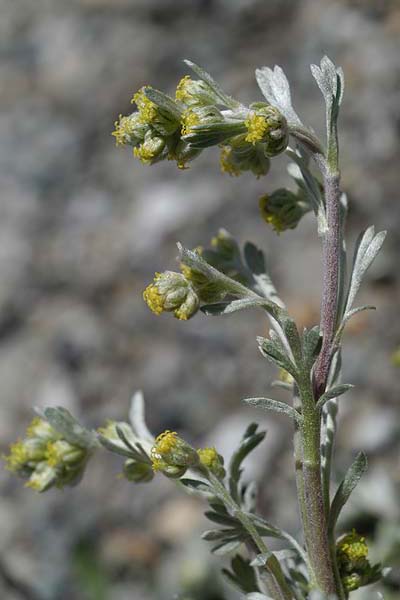 Pflanzenbild gross Echte Edelraute - Artemisia umbelliformis