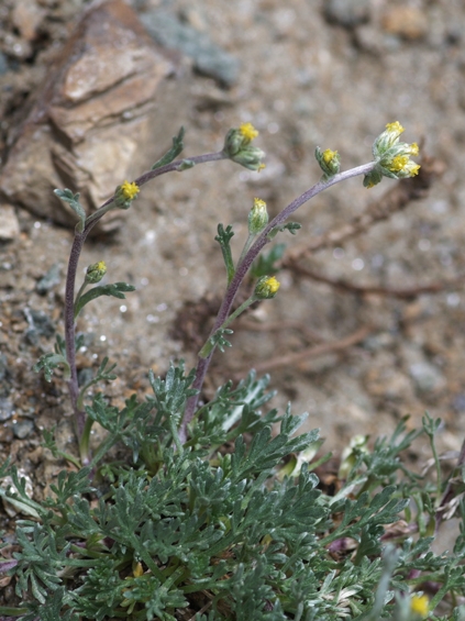 Pflanzenbild gross Echte Edelraute - Artemisia umbelliformis