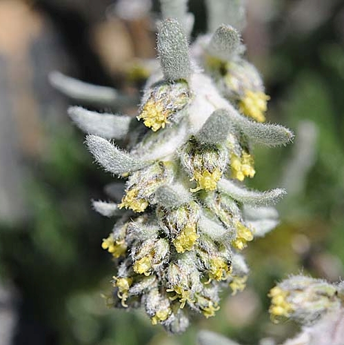 Pflanzenbild gross Ährige Edelraute - Artemisia genipi