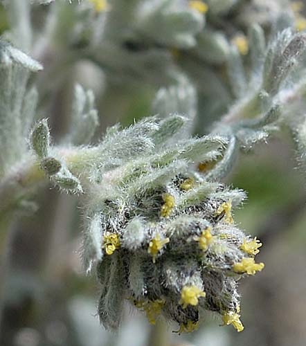 Pflanzenbild gross Ährige Edelraute - Artemisia genipi