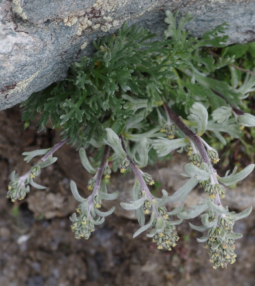 Pflanzenbild gross Ährige Edelraute - Artemisia genipi