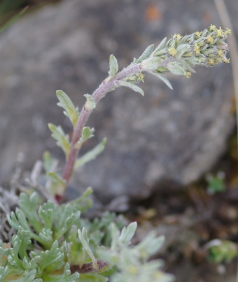 Pflanzenbild gross Ährige Edelraute - Artemisia genipi