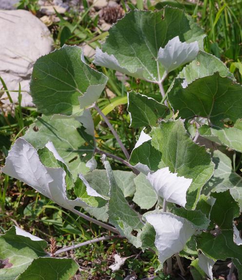 Pflanzenbild gross Alpen-Pestwurz - Petasites paradoxus