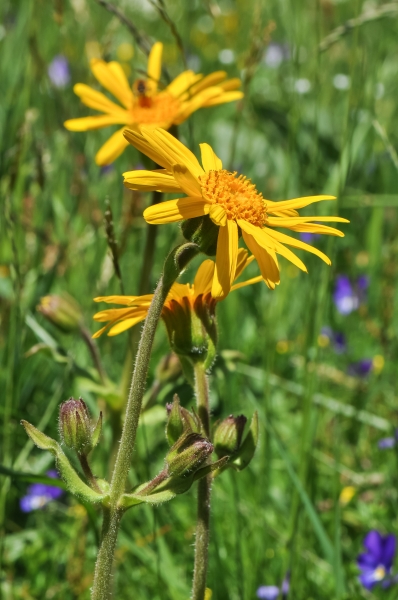 Pflanzenbild gross Arnika - Arnica montana